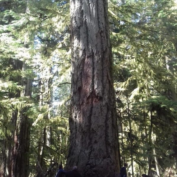 Giant red cedar in the Cathedral Grove
