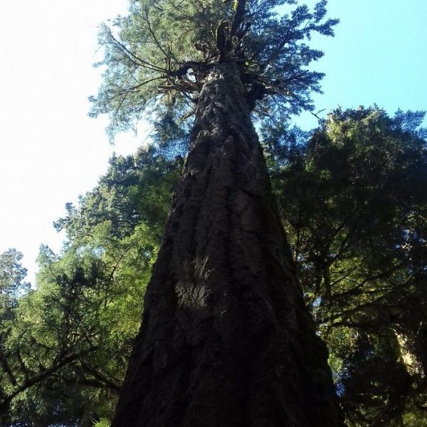 Giant red cedar in the Cathedral Grove